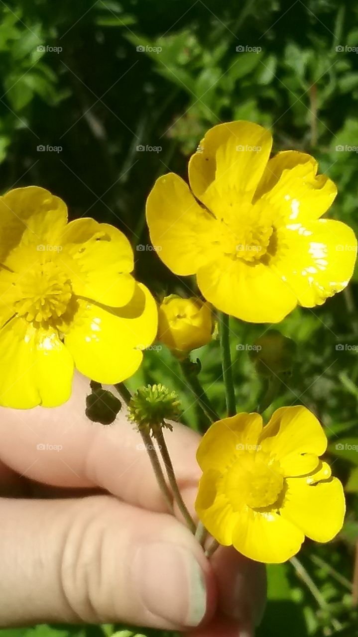 Ranunculus "buttercup"
