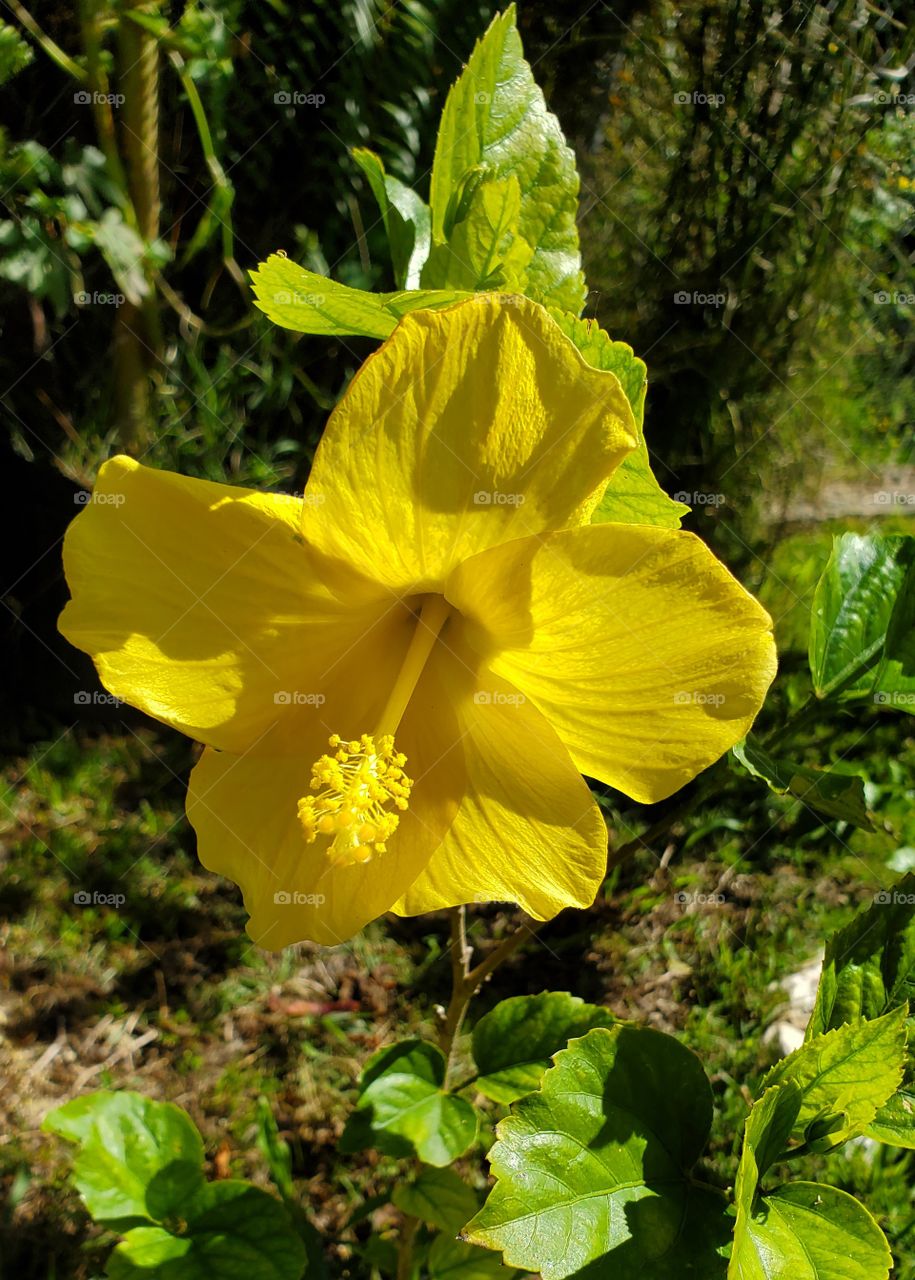 exotic yellow hibiscus