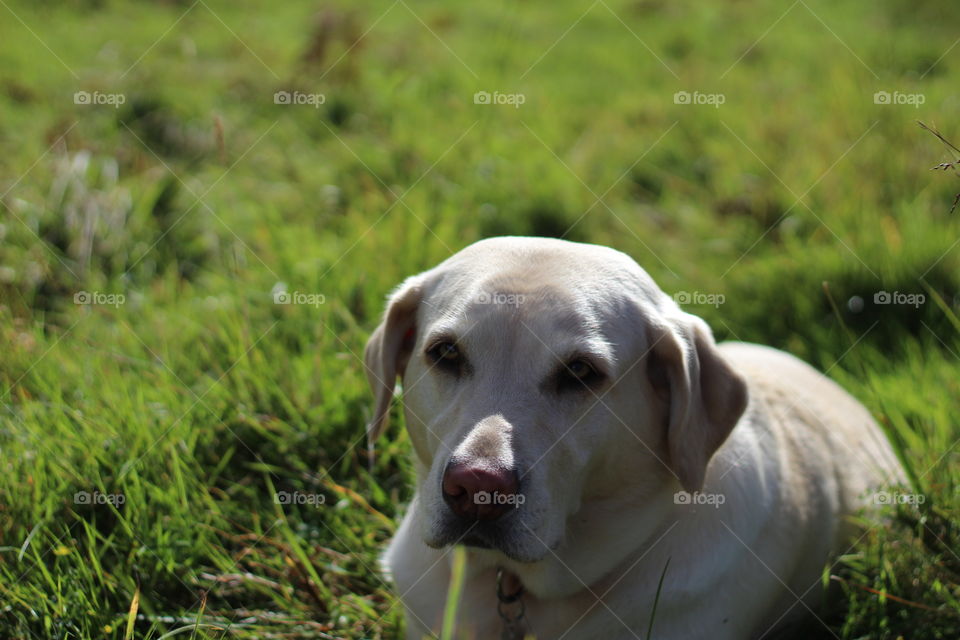 Dog resting in the garden