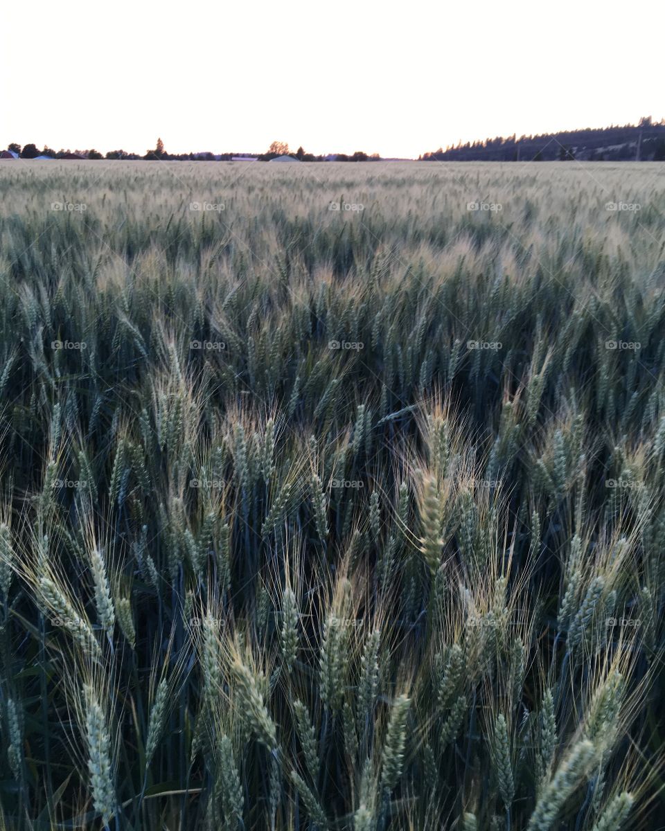 Amber waves of grain