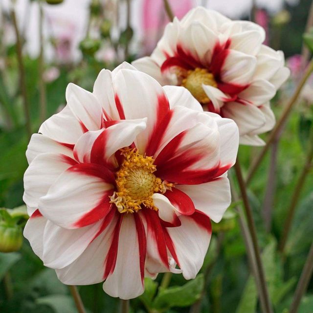 fleur