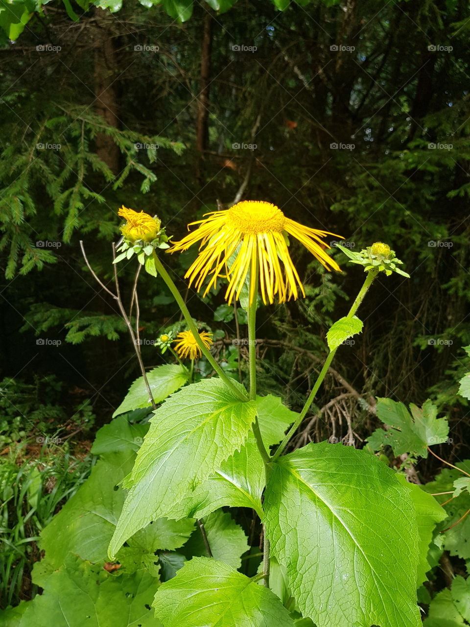 wild yellow flower in the carpatian forest