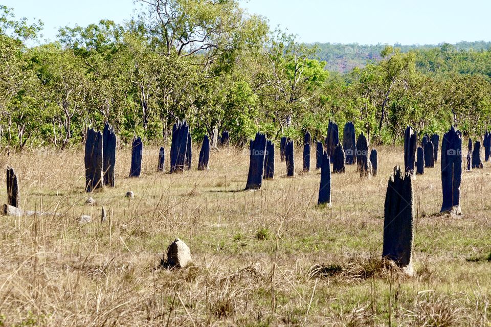 Magnetic Termite Mounds, Litchfield National Park