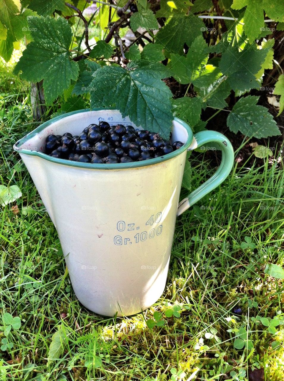 Picked black currant in vintage can.