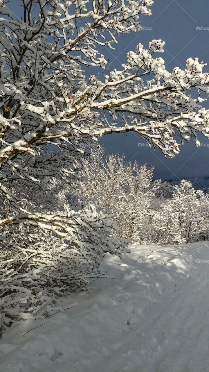 Frozen in time on a crystal snowy morning