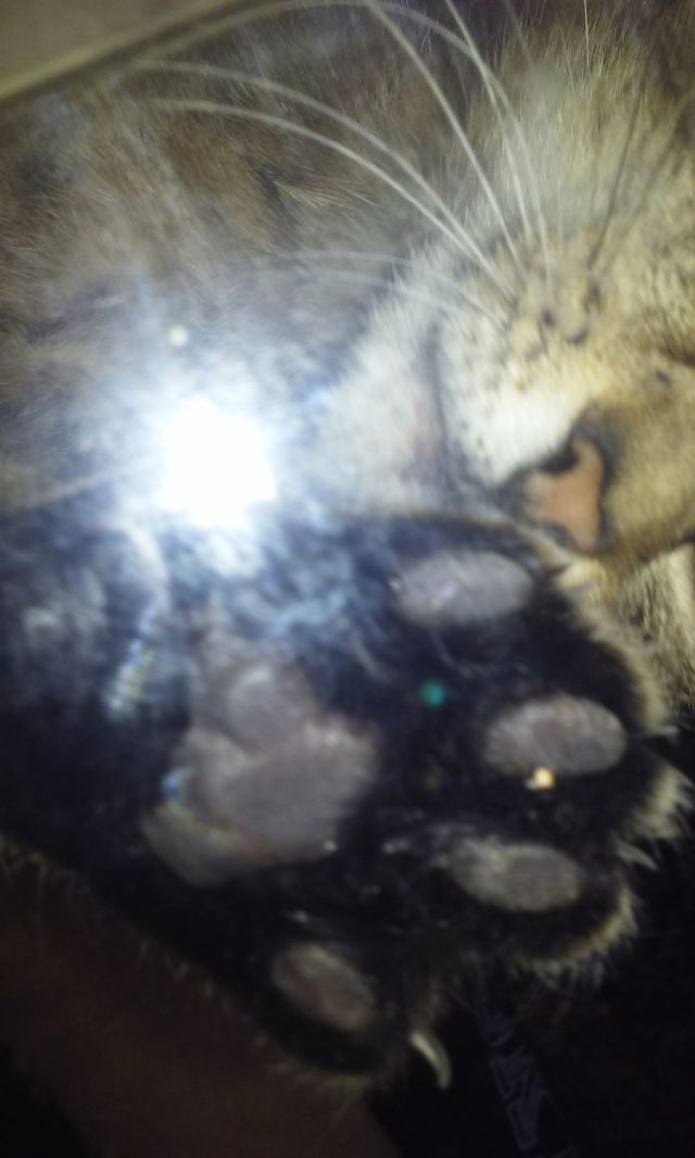mammal