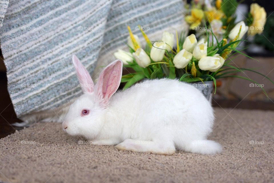 White bunny next to white tulips bouquet 
