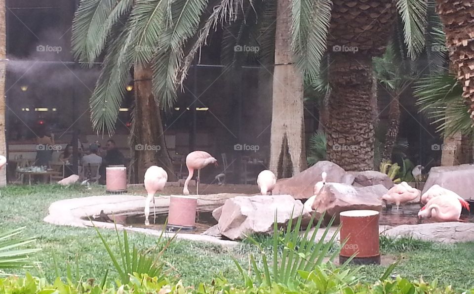flamingoes out in the climate controlled area at the Flamingo Hotel, Las Vegas, Nevada