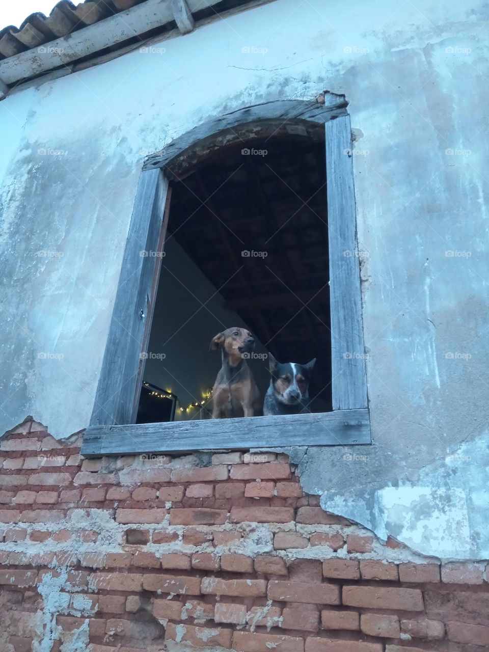 Perritos vigilando su casa!!!!