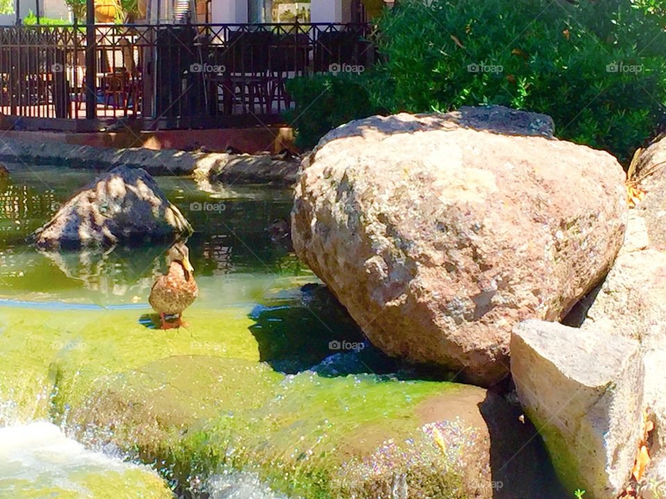 Little duck and big rocks 