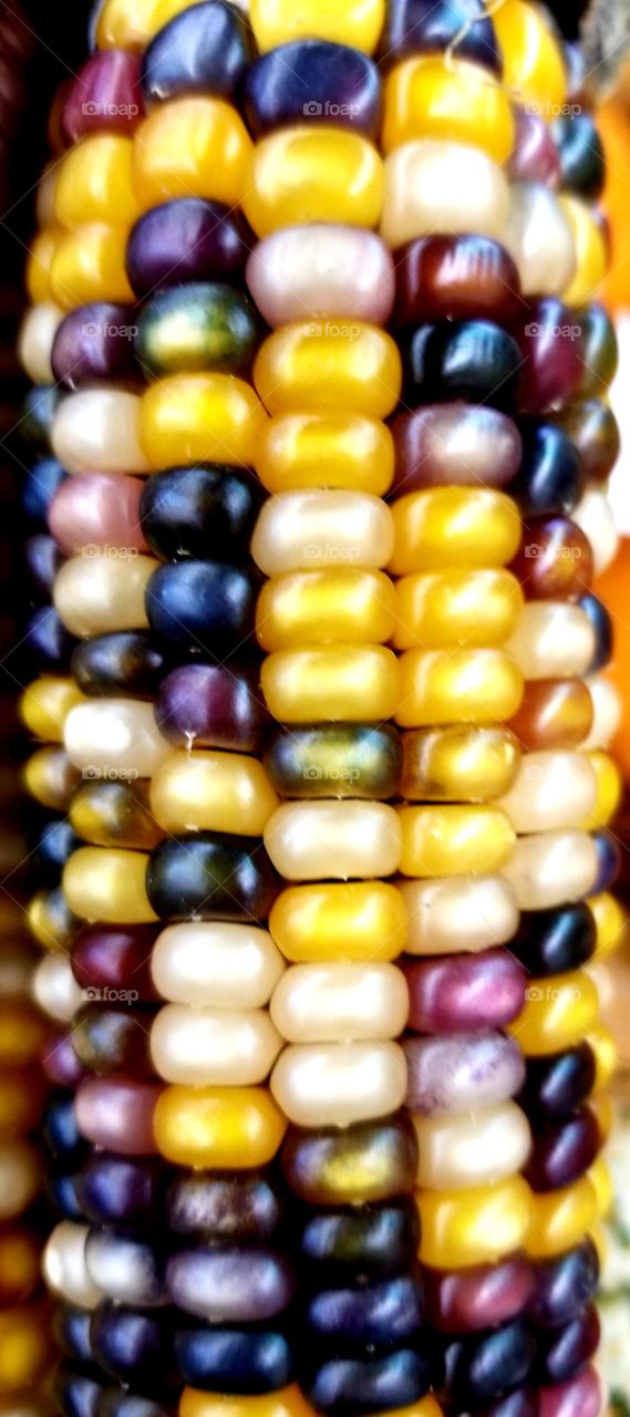 Color corn beads