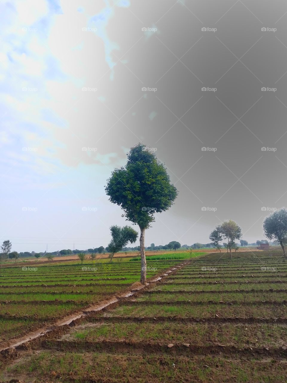 There is a alone tree.
And under tree there is a wheat are growing...
And the upper Side The Black Clouds are passing ....
And the sunlight or daylight is Going down .....
And a beautiful SCENE captured by Sufyan Saab......