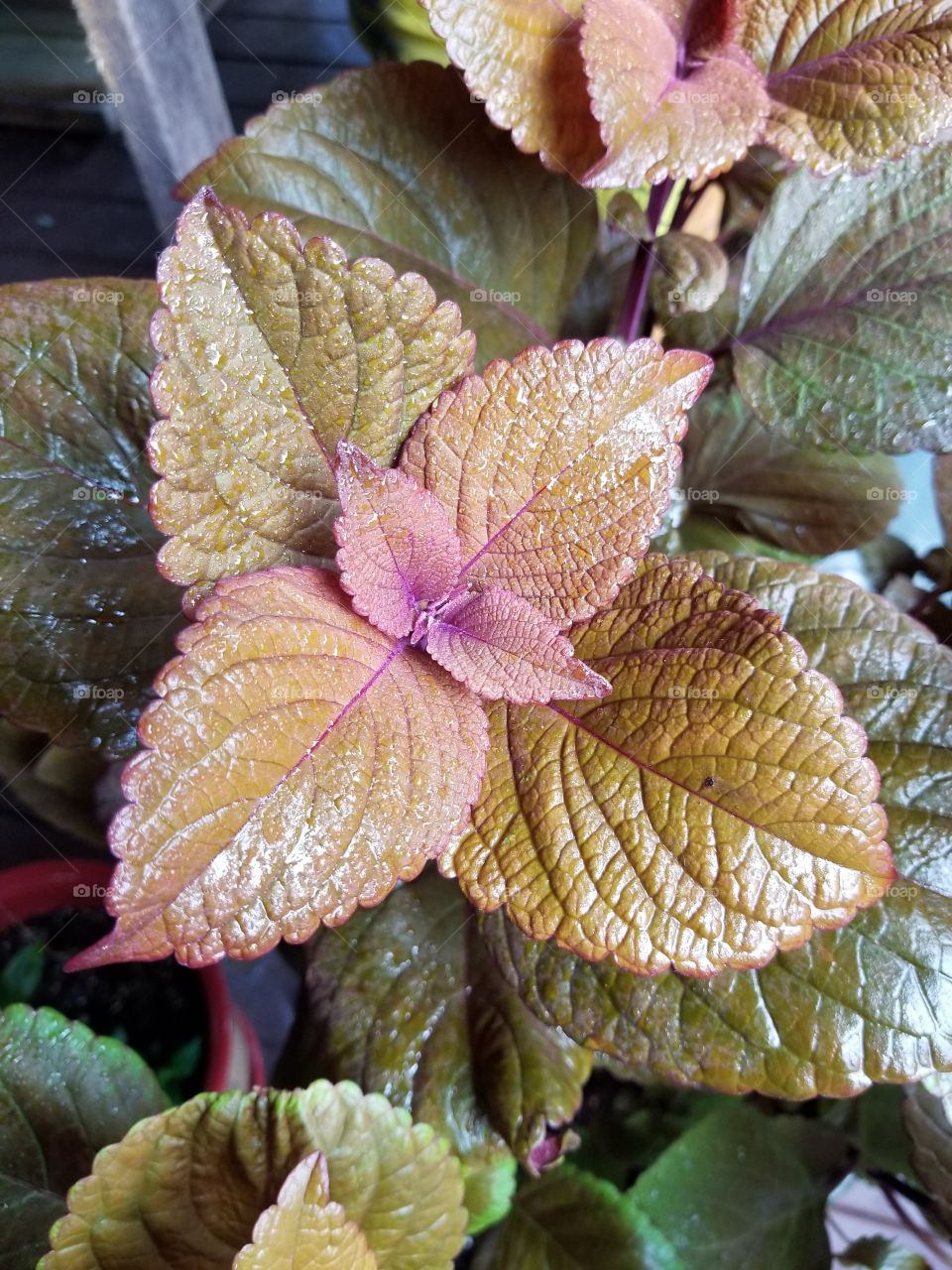 Coleus