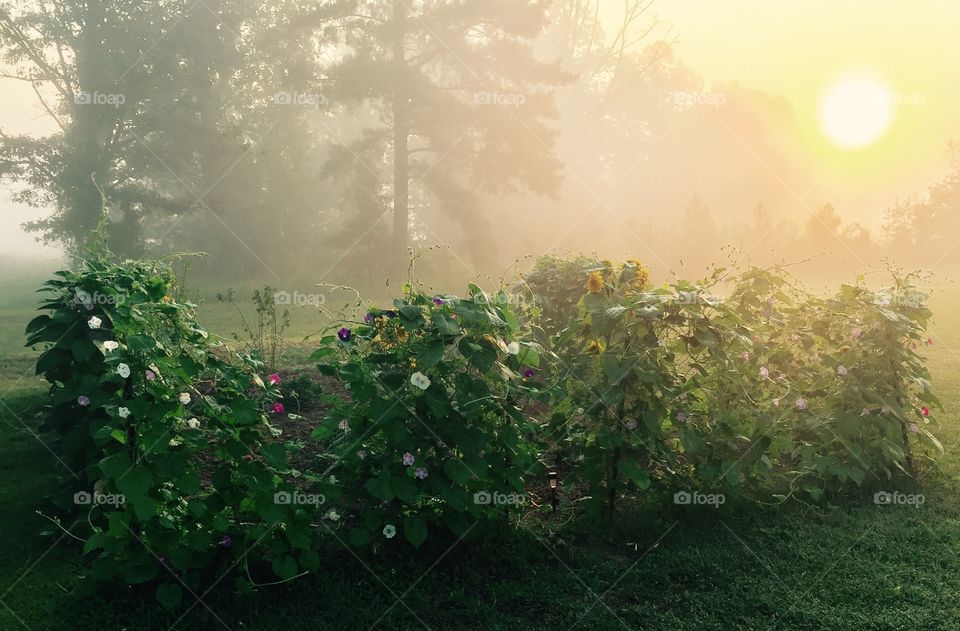 Misty sunrise over flower garden 