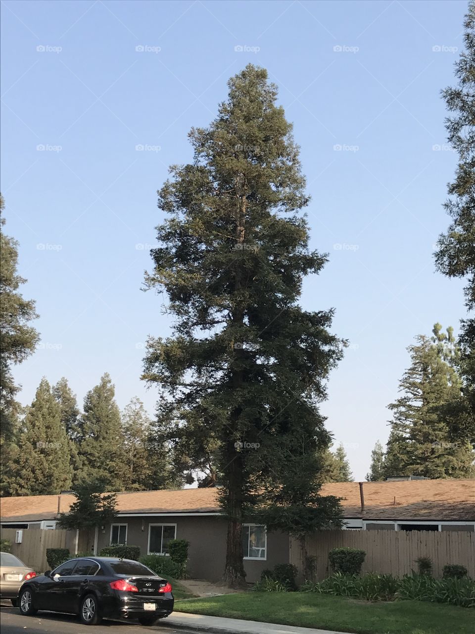 A tall tree in front of an apartment complex.