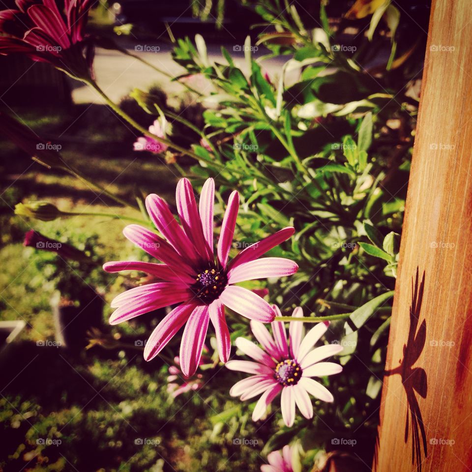 Flowers . I love spring 