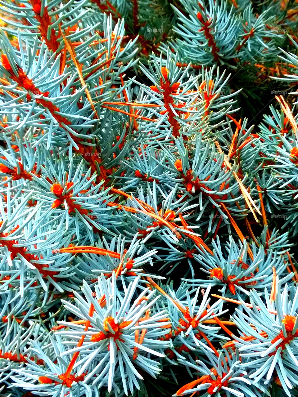 pine