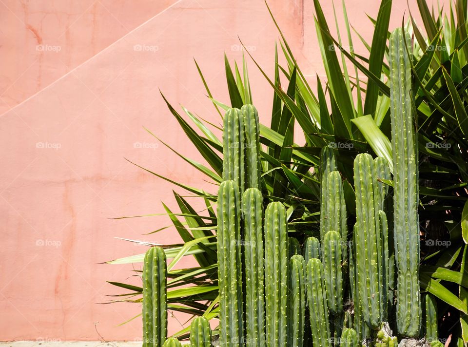 Our cactus garden 