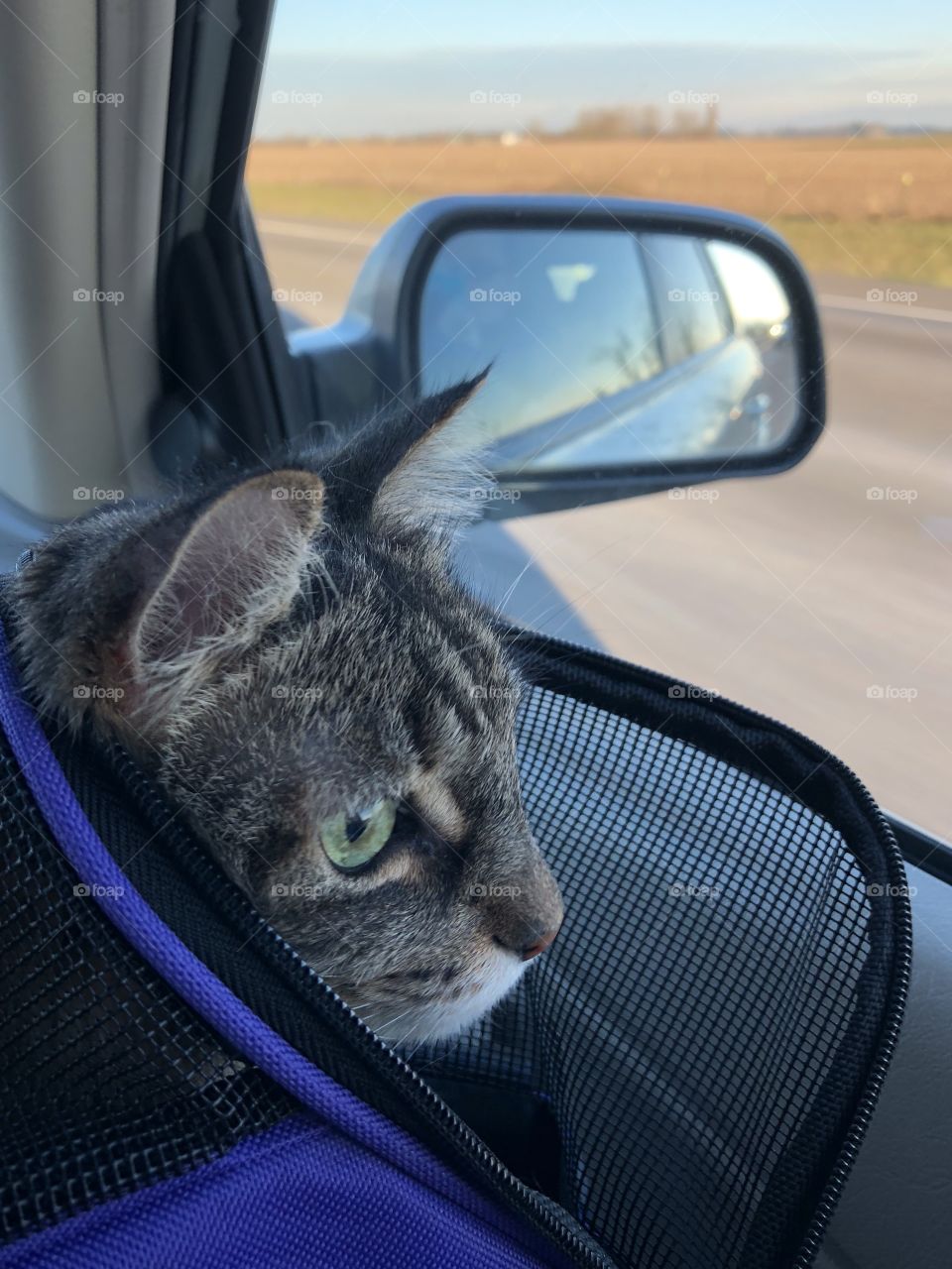 Suitcase for Holiday, cat cargo 😁