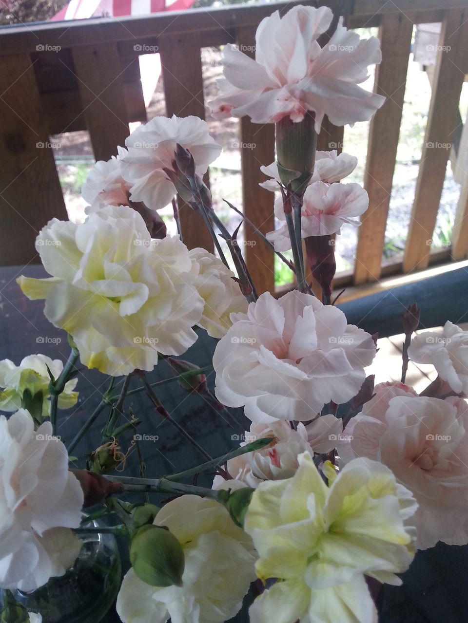 carnations flowers