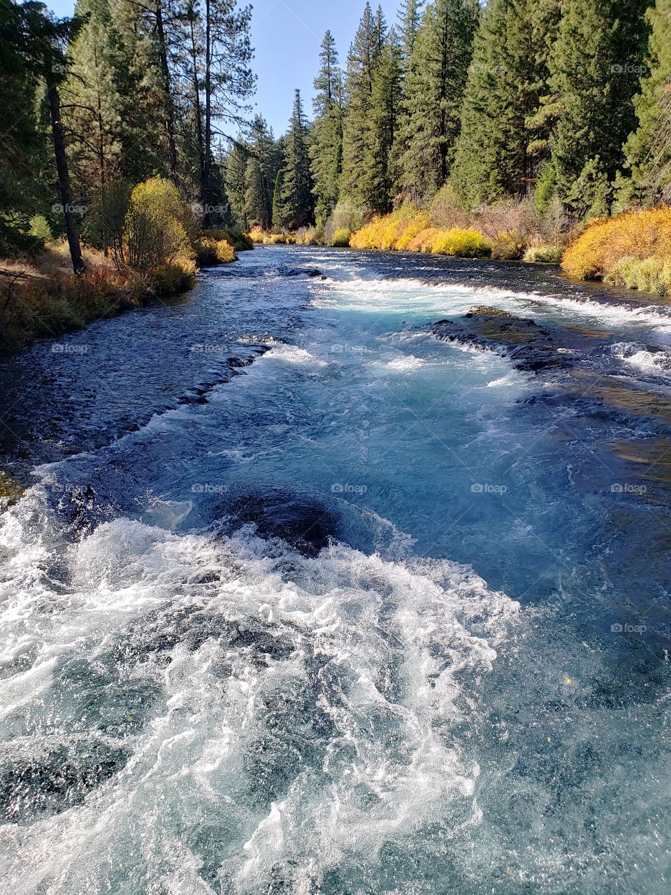 Stunning fall colors on the riverbanks of the turquoise waters of the Metolius River at Wizard Falls in Central Oregon on a sunny autumn morning. 