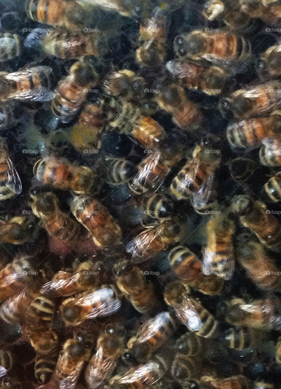 Honeybees In A Hive
