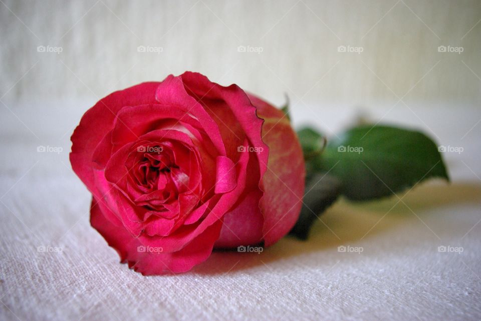 Close-up of red flower