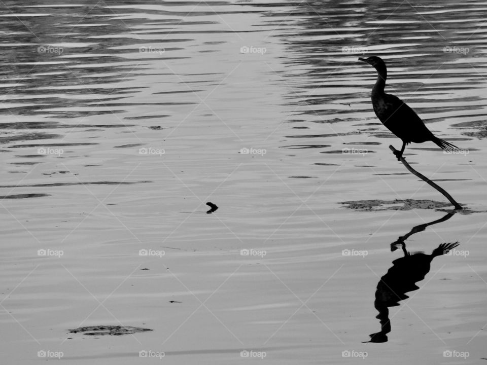 Cormorant