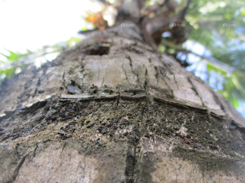 grey bark trees