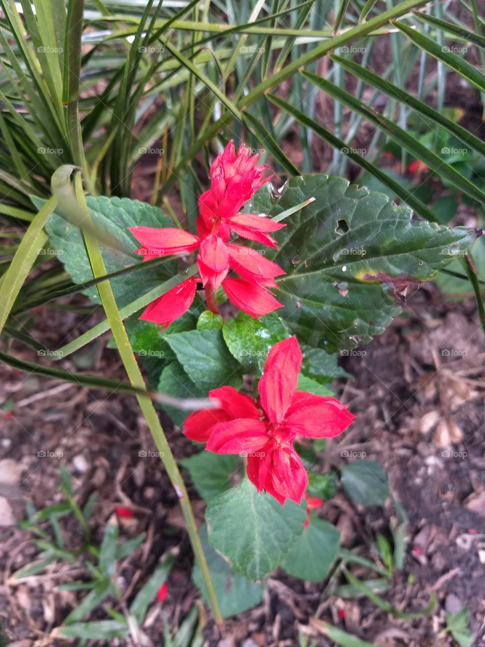 red Flower