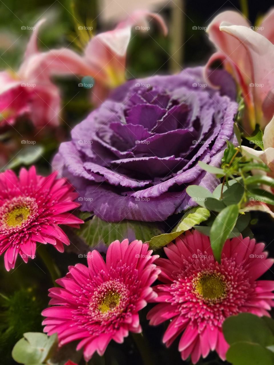 Purple Cabbage Flower