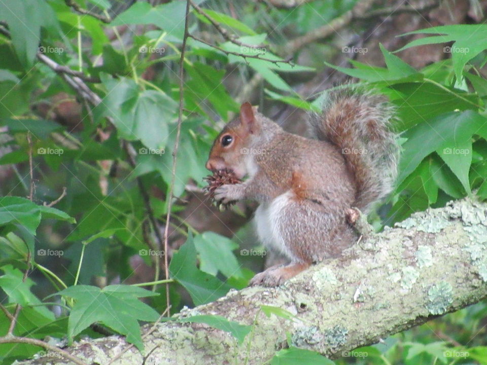 Wildlife, Nature, Squirrel, Mammal, Tree