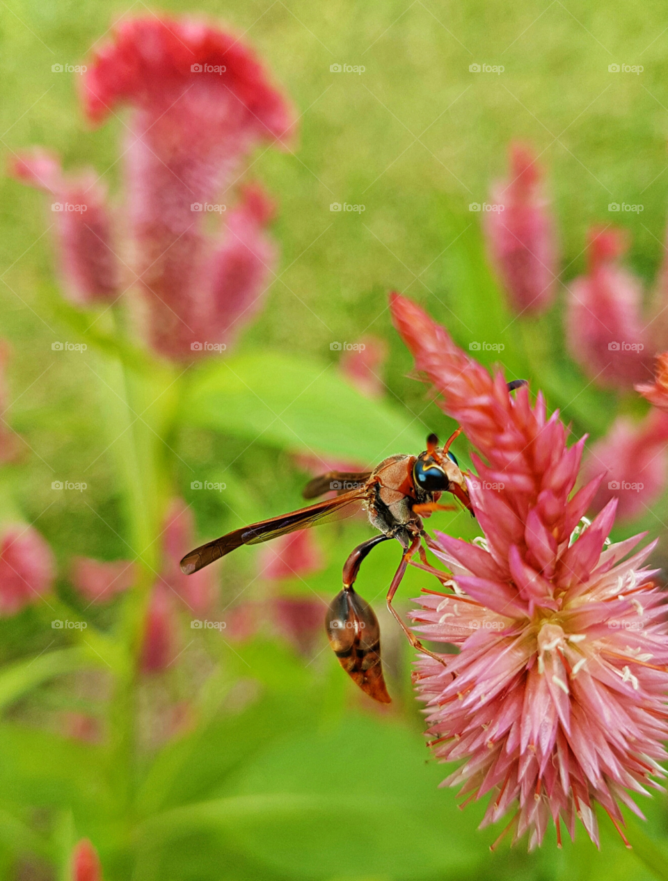 Insect on pink flower