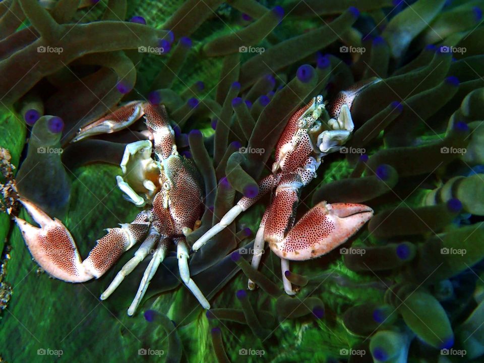 Underwater photography with Porcelain crab