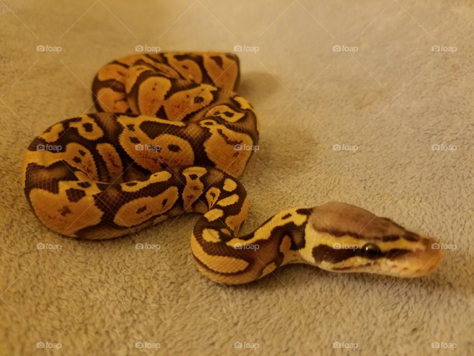 super pastel ghost ball python
