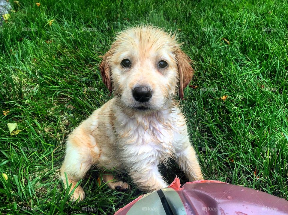 Golden retriever puppy 