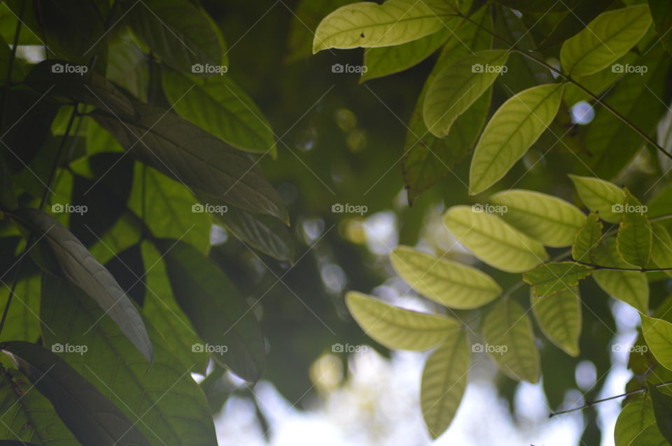 Leaf, Nature, Flora, Growth, Summer