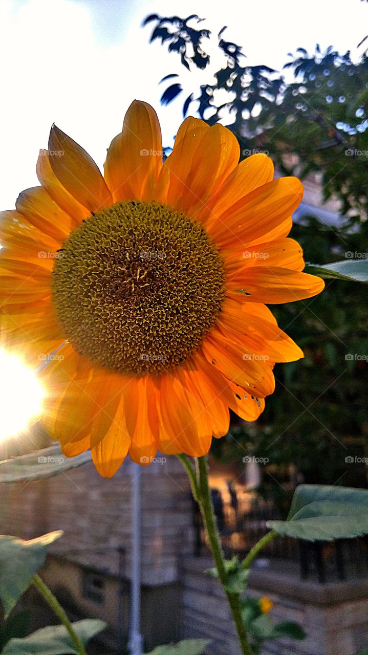 Sunflower and Sun