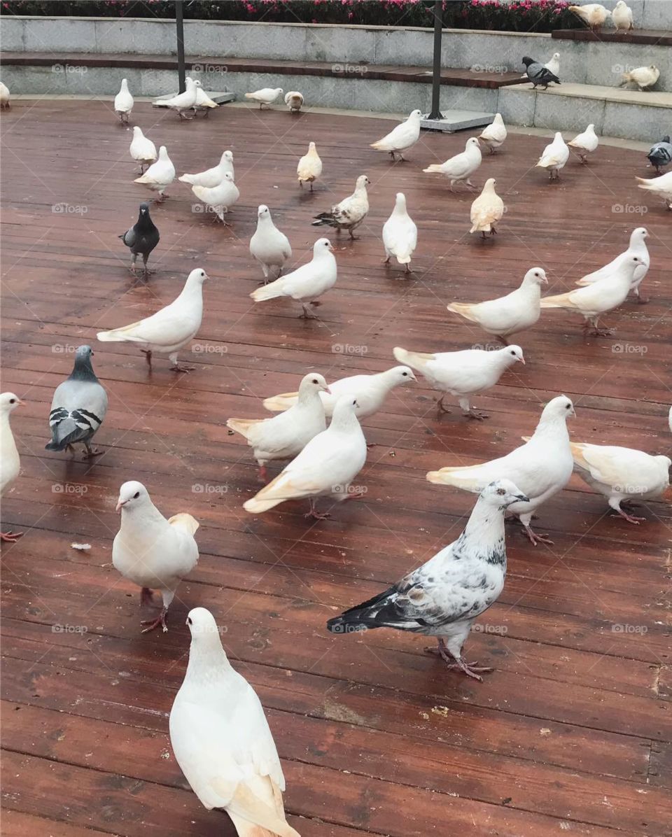 A bunch of pigeons 