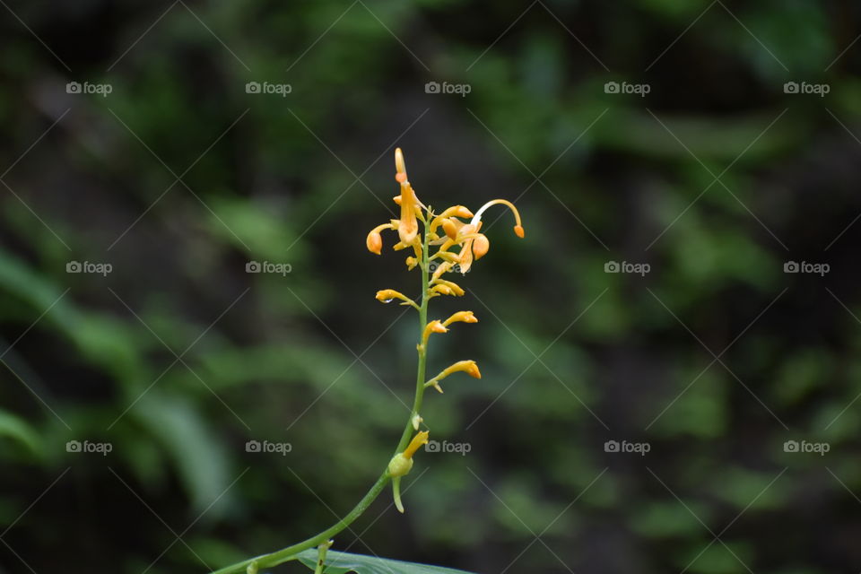 bunch of yellow colored flower