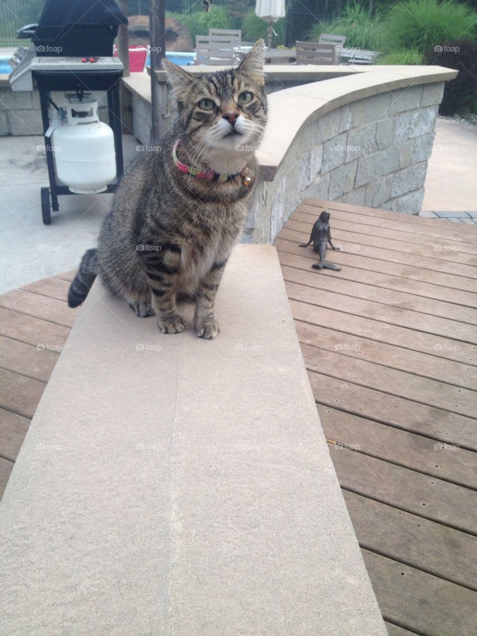 Good-looking Tabby Cat