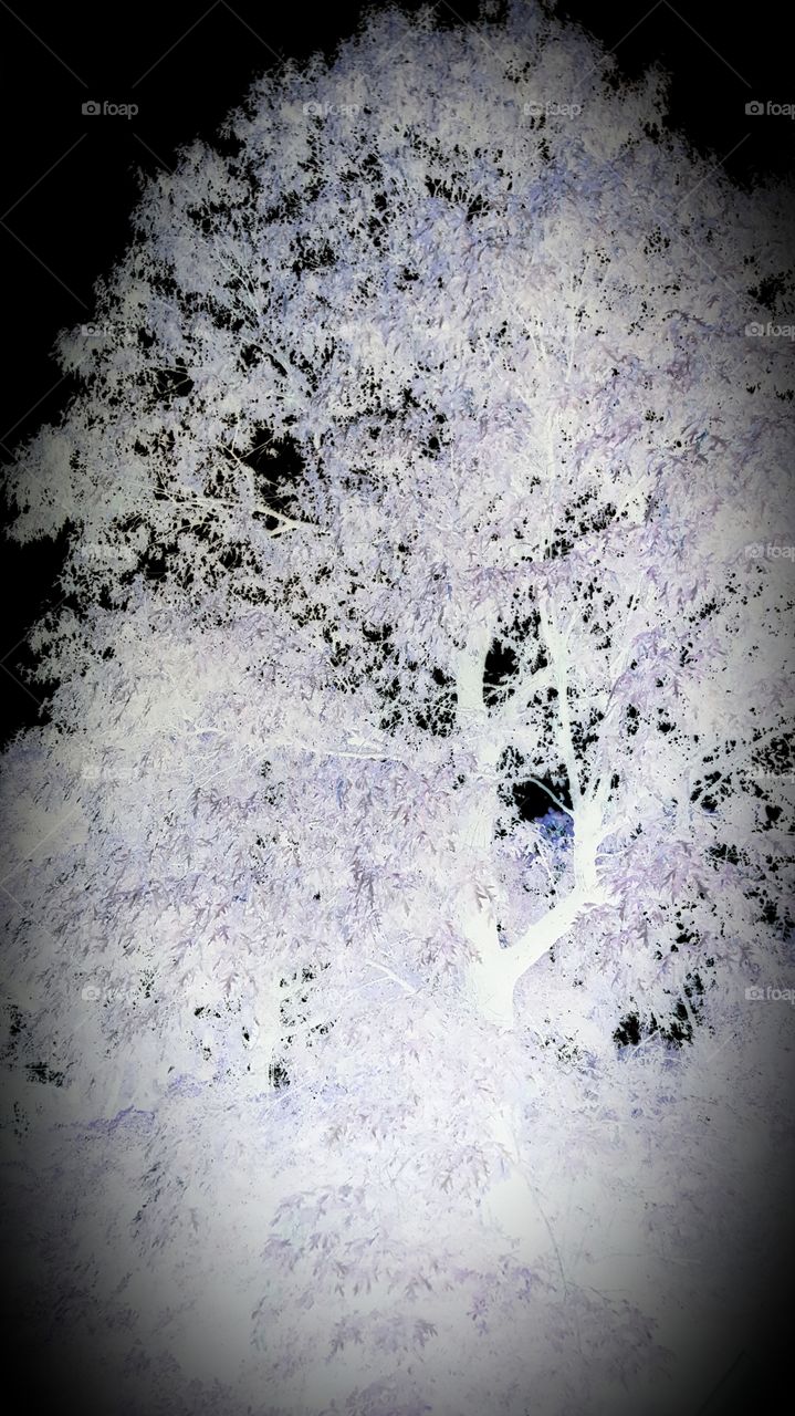 tree negative