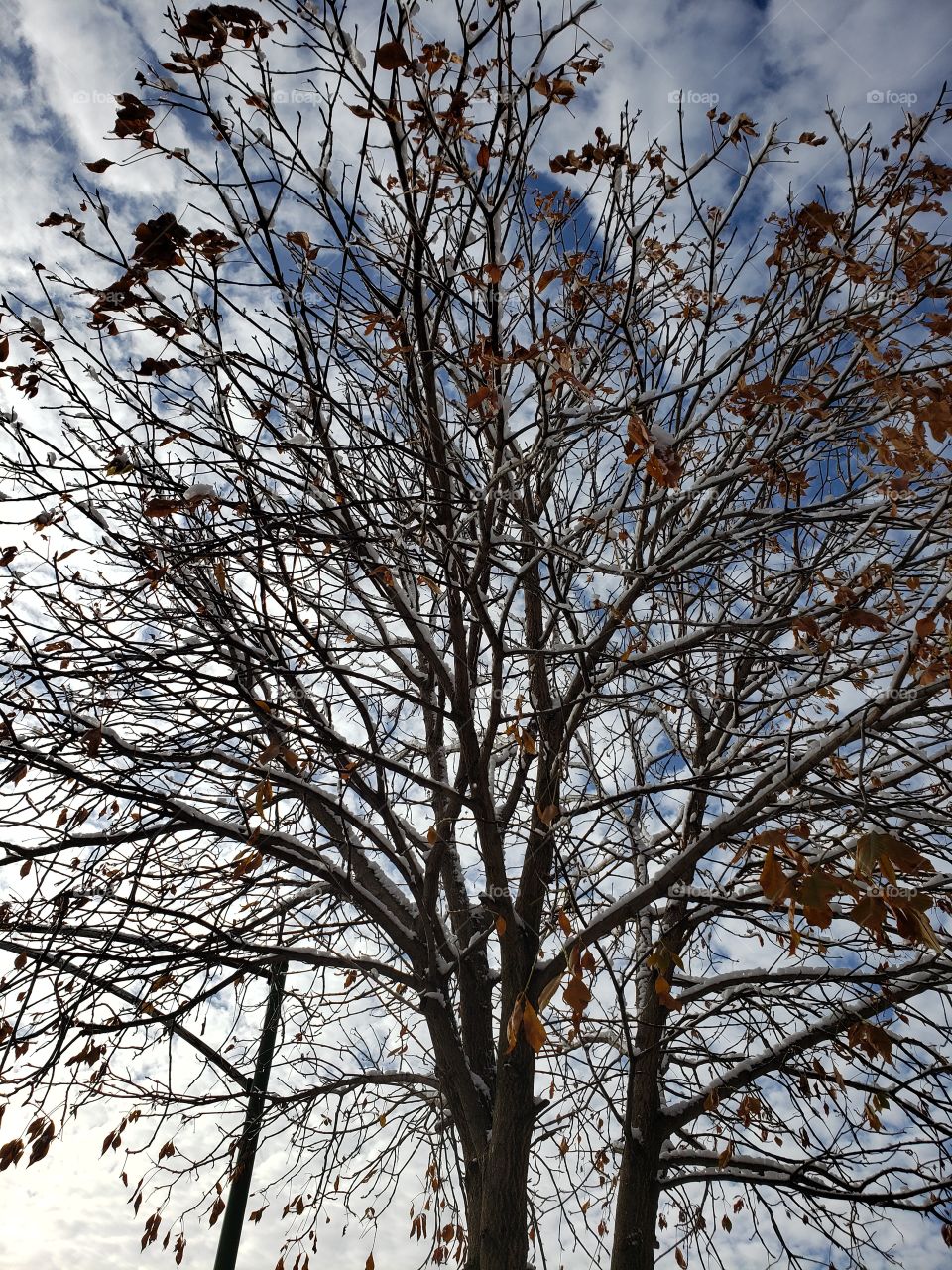 árbol  invierno