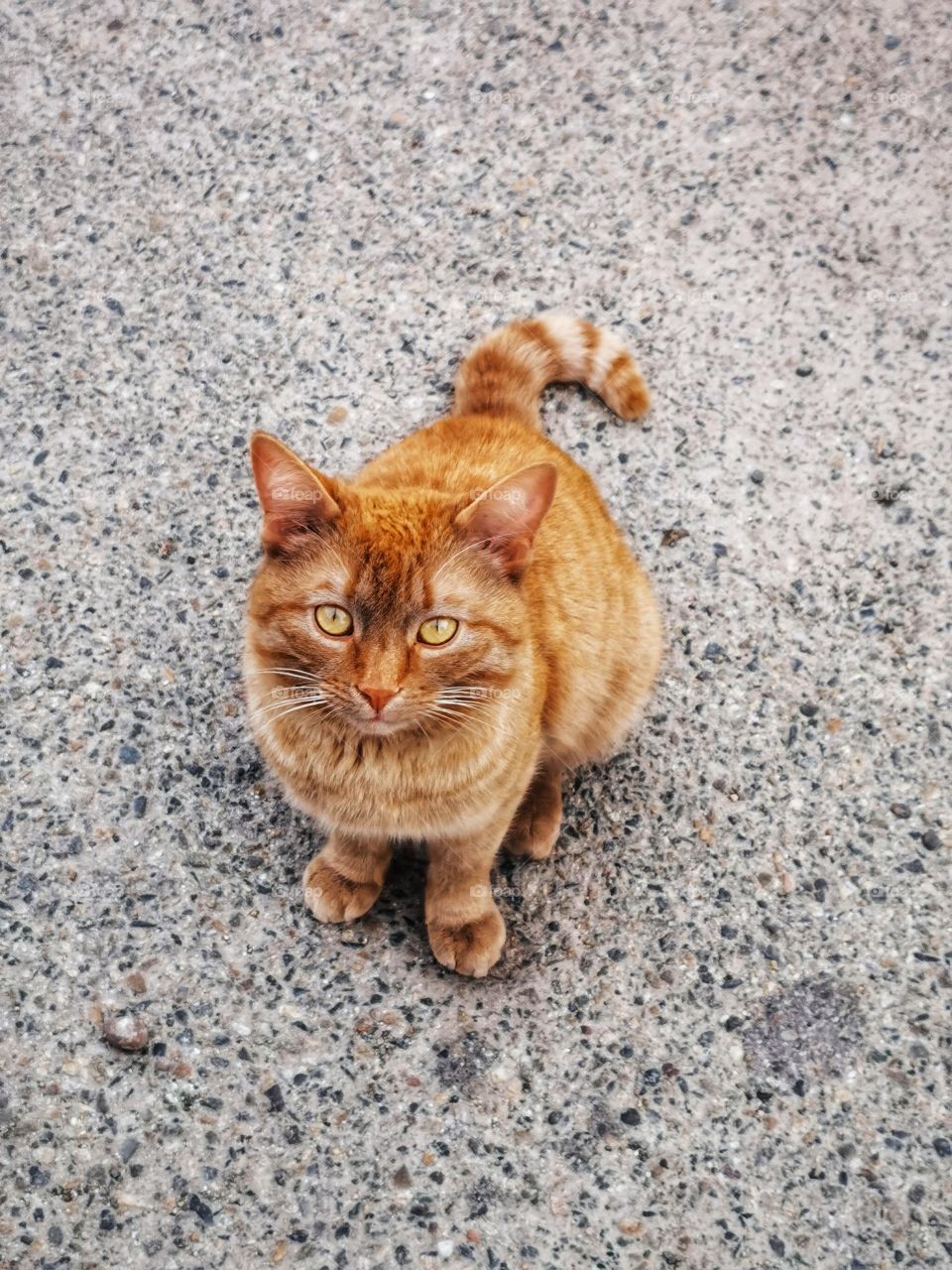 Russia view zoo animals wild outside outdoor day part details capture life cat street