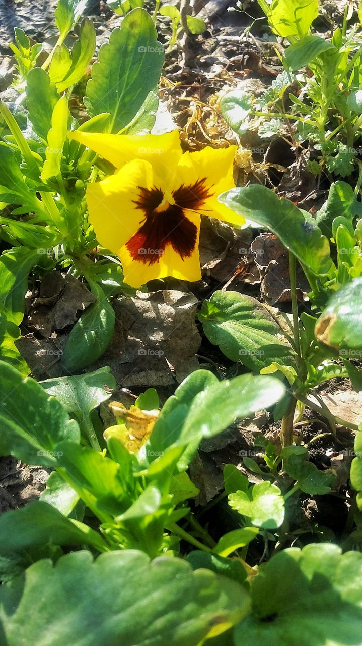 желтый цветок ранней весной в саду