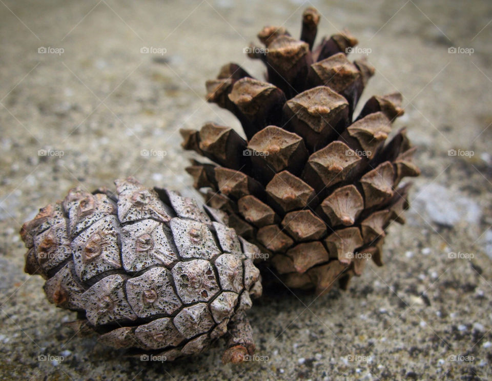 nature macro close wood by chrisc