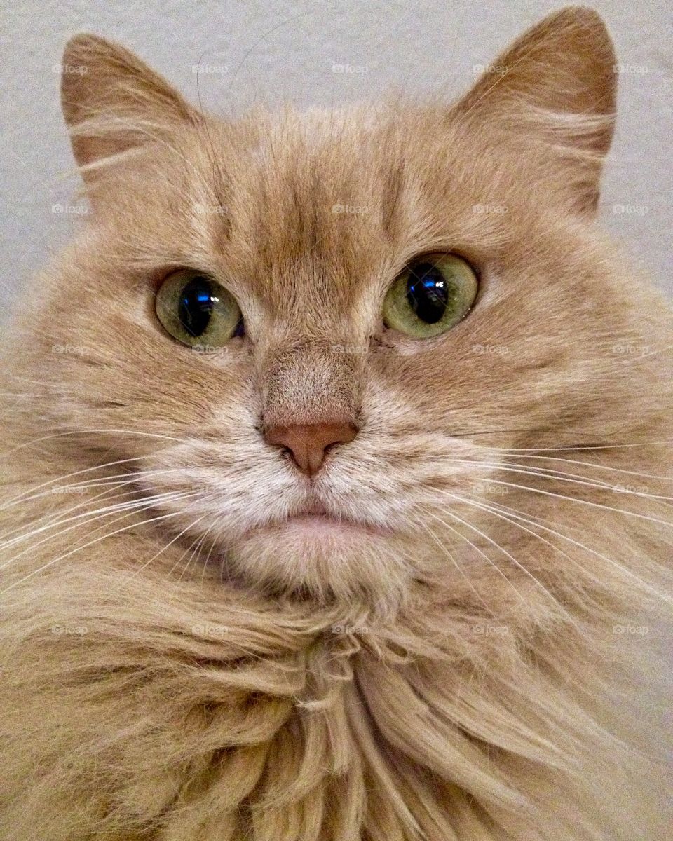 portrait of cat