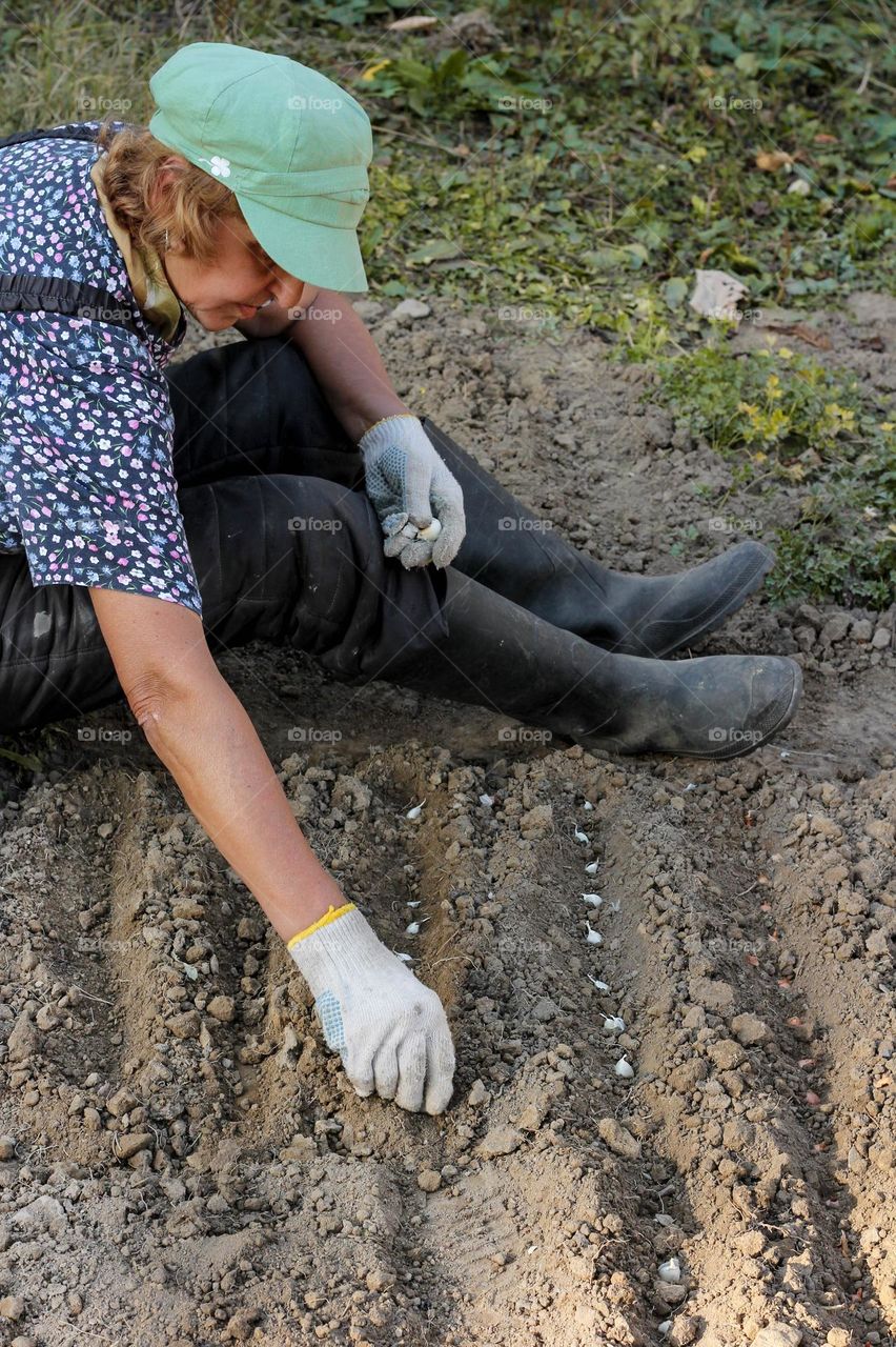 My mom plant garlic in the soil