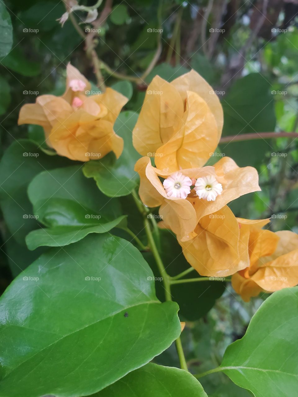 beautiful trinitaria