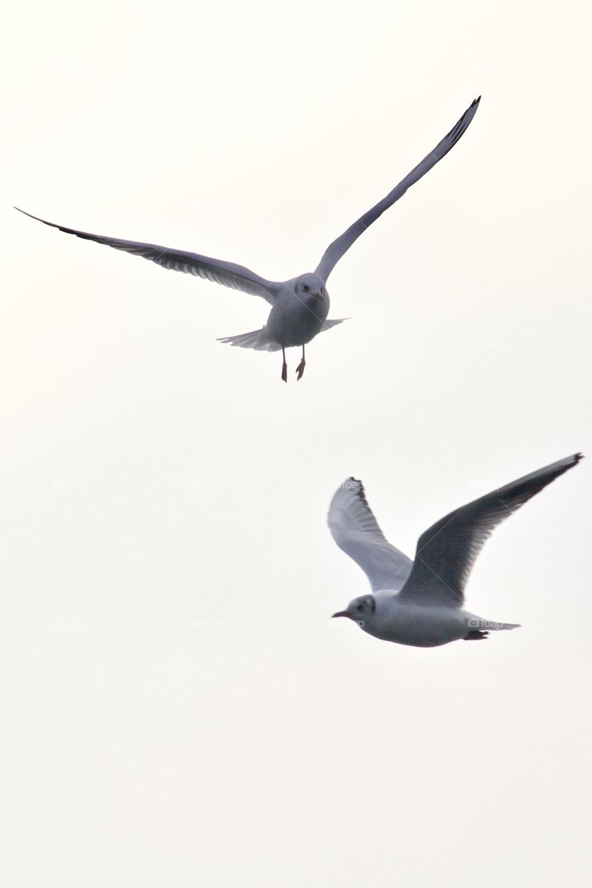 Flying seagulls